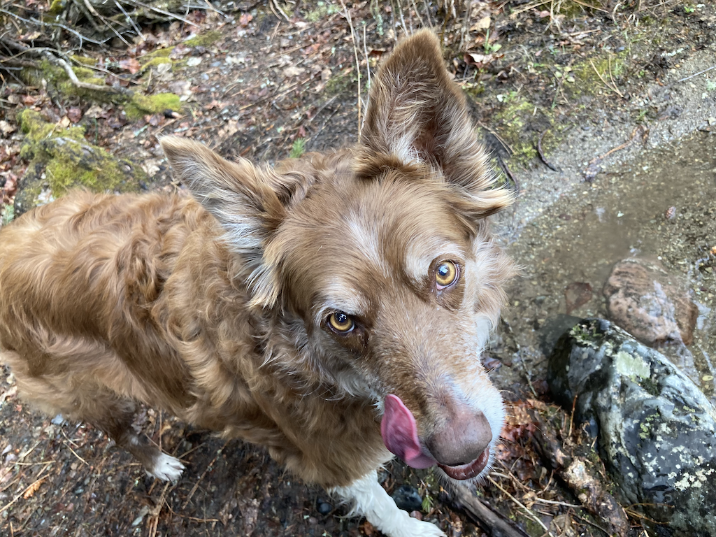 Border Collie Rattlesnake Creek Missoula Montana